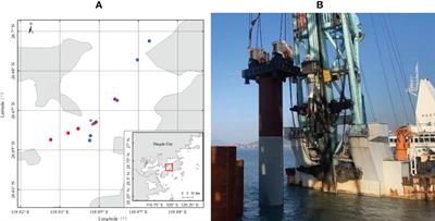 Assessing differences in acoustic characteristics from impact and vibratory pile installation and their potential effects on the large yellow croaker (Pseudosciaena crocea)